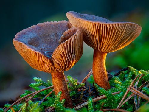 Lebermilchlinge von Rinie Egas