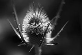 Distel von Thomas Jäger