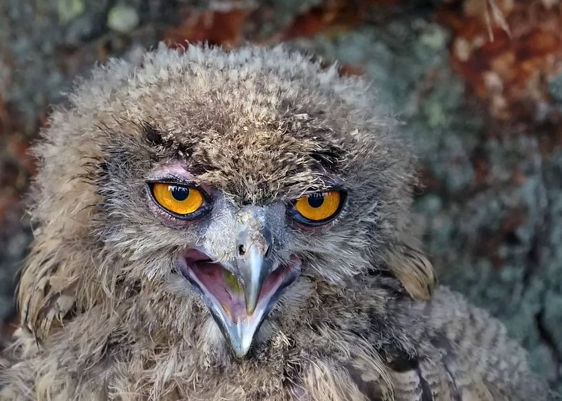 Porträt eines jungen Uhus von Petra Vastenburg