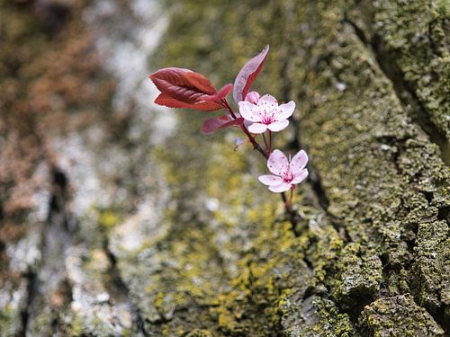 Samen en niet alleen op een stoere boombast van Jolanda de Jong-Jansen