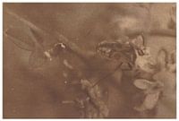 Leonar - Lith (Hamburg) _ 19