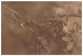 Leonar - Lith (Hamburg) _ 19