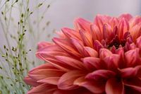 Chrysanthemum