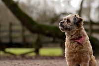 Lovely photo of a cute dog