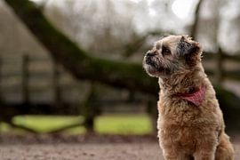 Lovely photo of a cute dog by Arthur Wisse