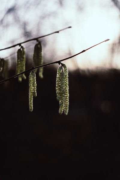 Light and dark hanging plant in the winter forests of the netherlands by AIM52 Shop