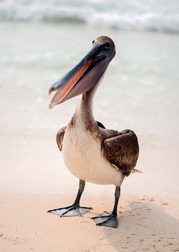 Bruine pelikaan von Maarten Verhees