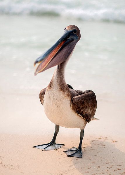 Bruine pelikaan by Maarten Verhees