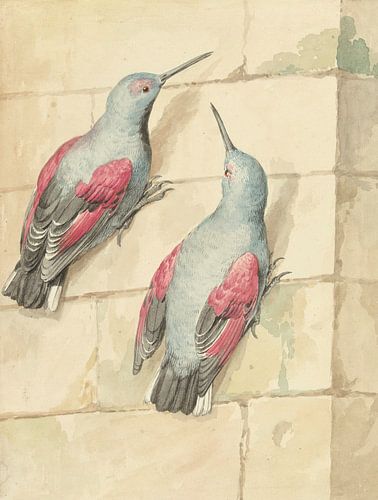 Two rock crawlers, blue and purple, on a wall, Aert Schouman