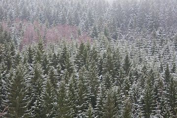 Naaldbos met berken en sneeuw van Michel Lucas