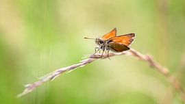 Orange on the Edge by Marcel Fritsche