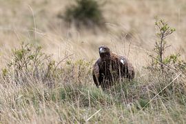 Ein Steinadler in der Wiese von Teresa Bauer