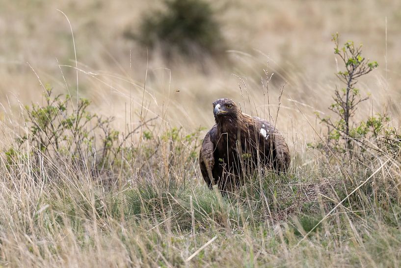A golden eagle in the meadow by Teresa Bauer