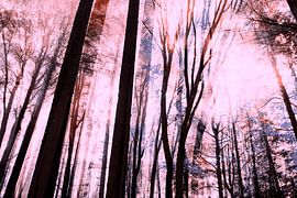 Summer in the forest II by FRESH Fine Art