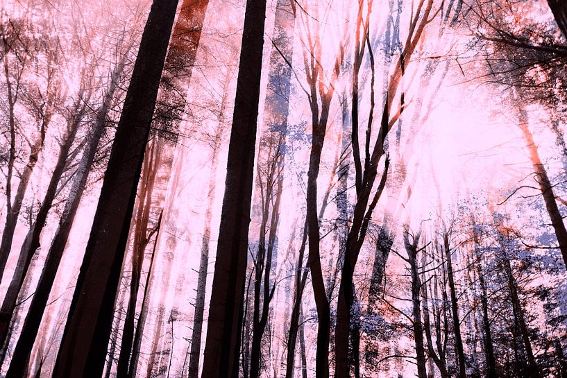 Summer in the forest II by FRESH Fine Art