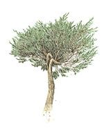 Waldkiefer
