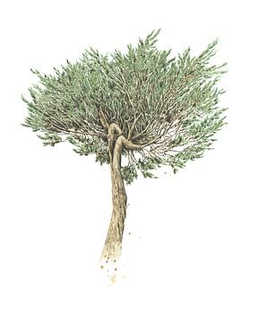 Scots pine by Marieke Nelissen