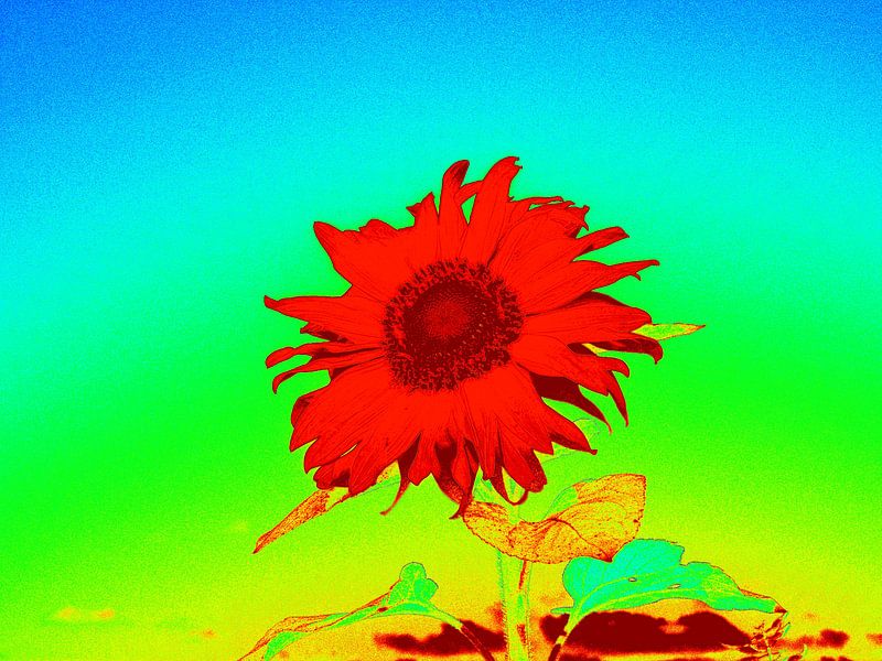 Zonnebloem von Geert Heldens