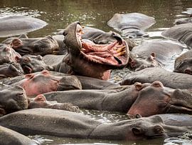 Hippo by Marry Fermont