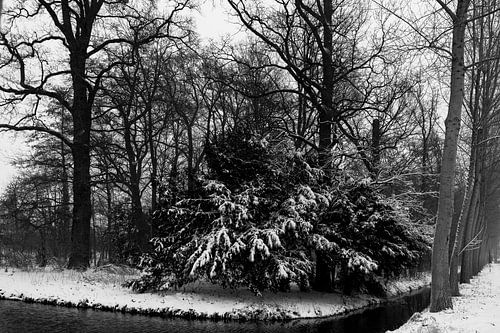 Een bosrand in de winter met sneeuw