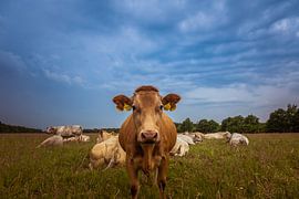 Number 1654 by Anneke Hooijer