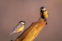 Great tits in conversation