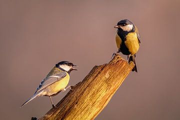 Große Kohlmeisen im Gespräch