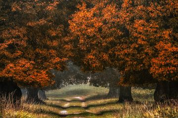 Six Pack van Lars van de Goor