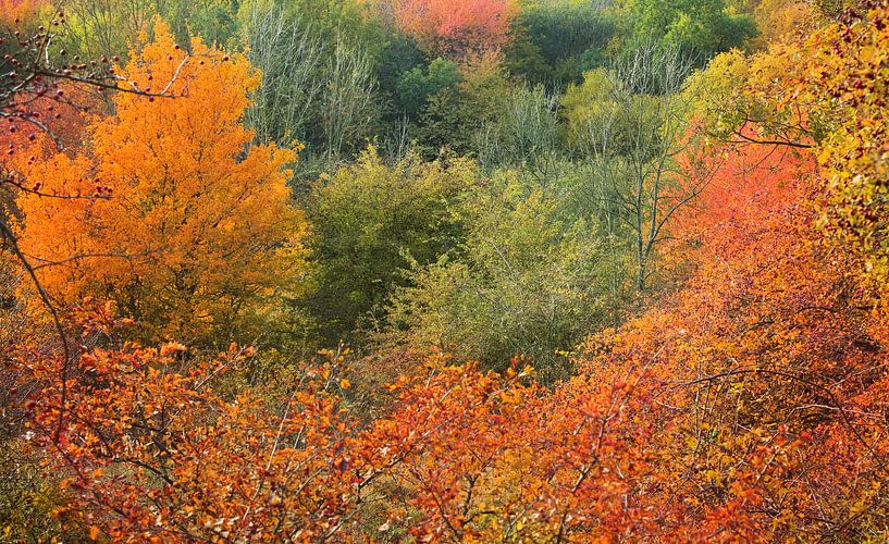 Forêt d'automne par Bo Valentino