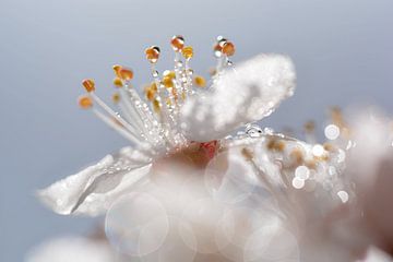 Blossom with drops