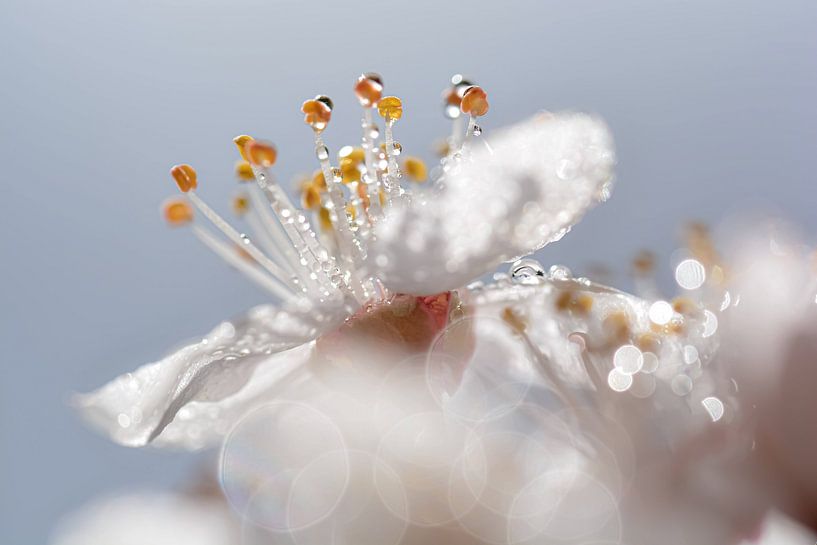 Blossom with drops by Esther van Dijk