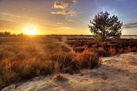 Loonse and Drunense dunes