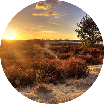 Loonse en Drunense duinen van Diana van Geel