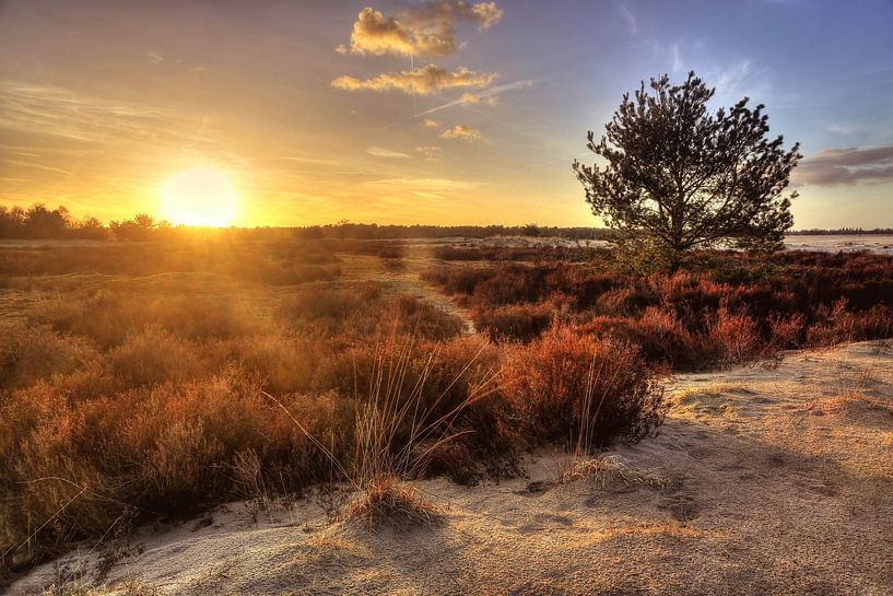 Loonse and Drunense dunes by Diana van Geel