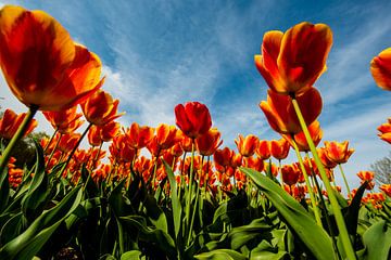 Tulips from Amsterdam van Brian Morgan