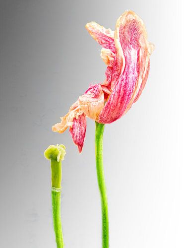 TULP IN VERVAL - GREY (ALEXX FAASSE, 2016)