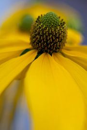 gele bloem by Karin Keesmaat Kijk-Kunst