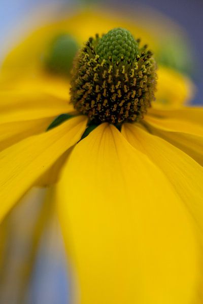 gele bloem par Karin Keesmaat Kijk-Kunst