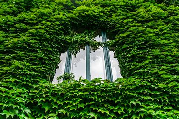 Fenêtre de maison couverte de feuilles de lierre sur Andreea Eva Herczegh