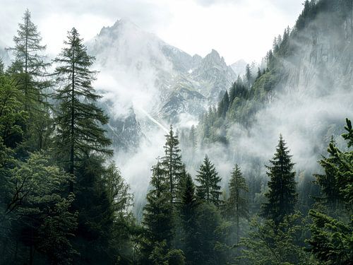 Berglandschaft im nebligen Wald