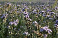 bijenvriend, tufted beauty, tansy phacelia, phacelia van Karina Gebert thumbnail