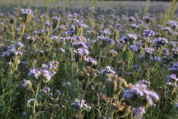 bijenvriend, tufted beauty, tansy phacelia, phacelia van Karina Gebert