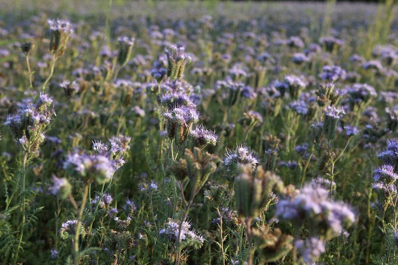 bijenvriend, tufted beauty, tansy phacelia, phacelia van Karina Gebert