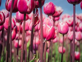 Purple Tulips by Martijn Tilroe