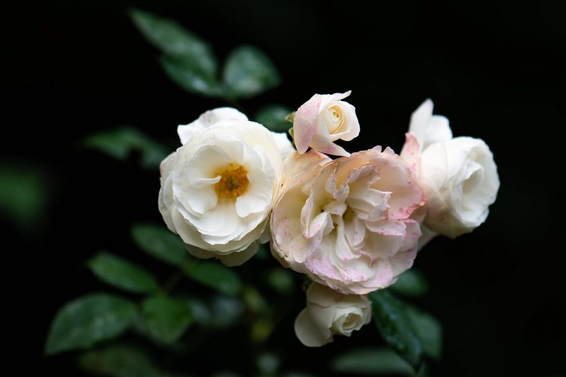 roses blanches par Tania Perneel
