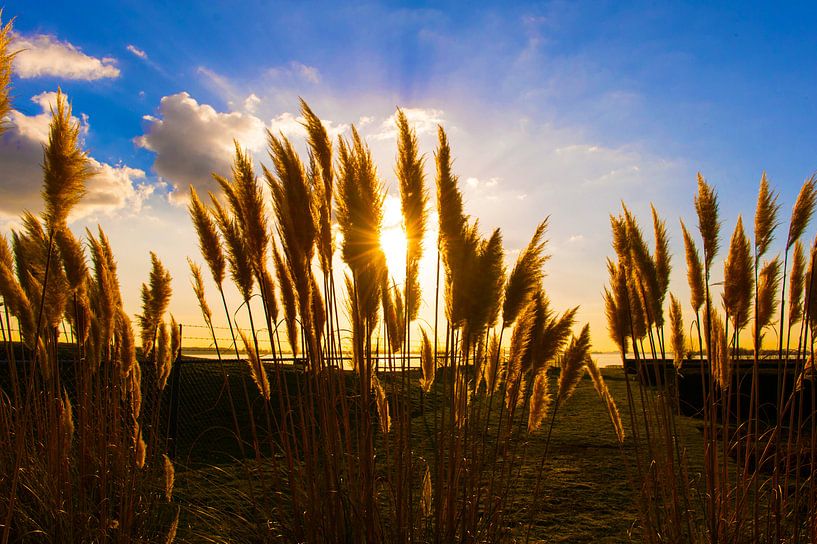 Zonlicht door de rietkraag  van Brian Morgan