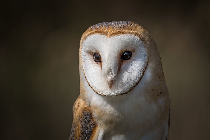 Schleiereule Porträt von Marian van der Kallen Fotografie
