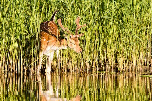 Fallow deer on the waterfront on a summer evening by Marcel Alsemgeest