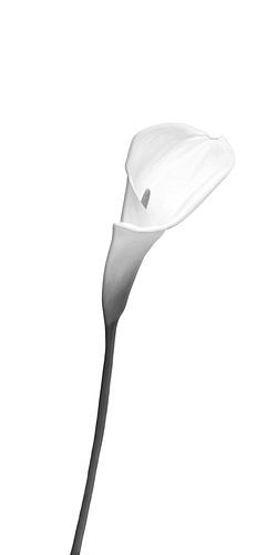 Calla | licht ontwerp