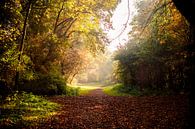 Waldweg in Herbstfarben und wässrigem Sonnenschein von Margriet Hulsker Miniaturansicht